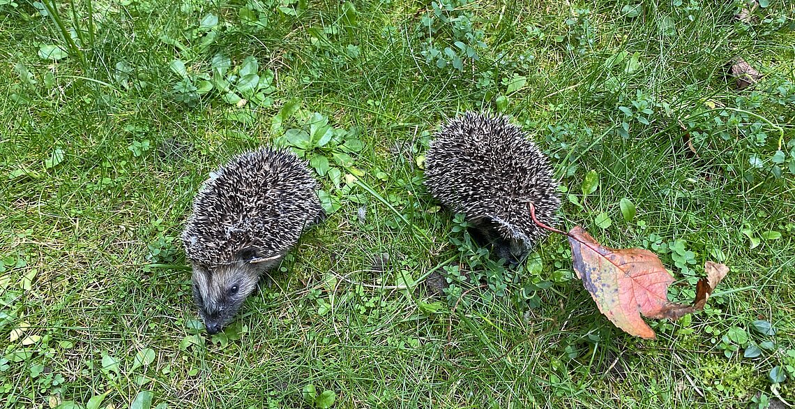 Zwei Igel auf einer Wiese