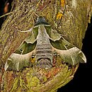 Nachtkerzenschwärmer Nachtkerzenschwärmer