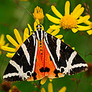 Spanische Flagge (Euplagia quadripunctaria) Spanische Flagge (Euplagia quadripunctaria)