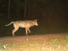 Wolfsaufnahme bei Nacht mit der Wildtierkamera