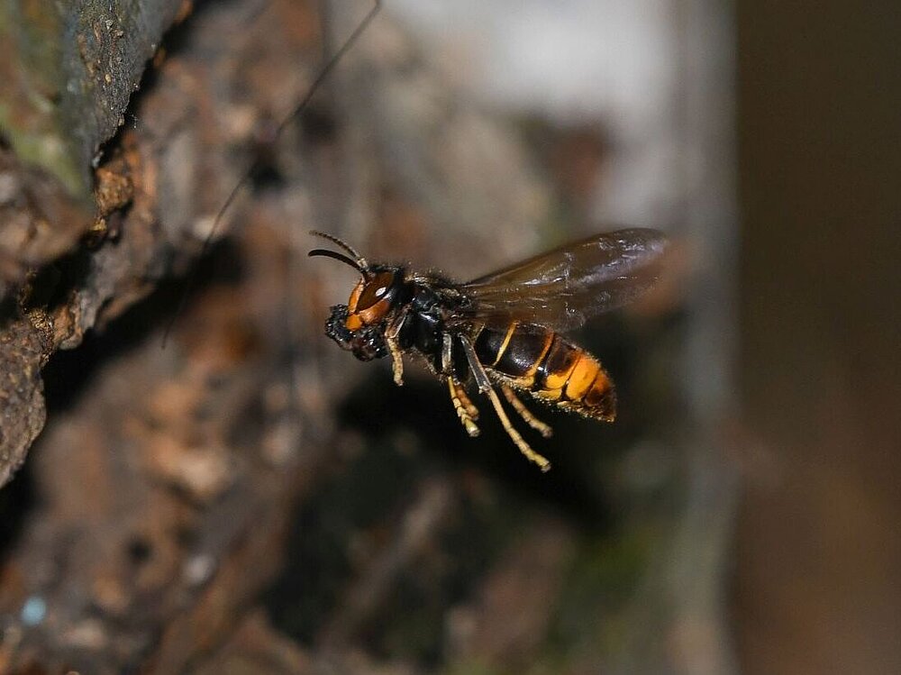 Asiatische Hornisse in Hessen AdobeStock_182460444_Roberto.jpg