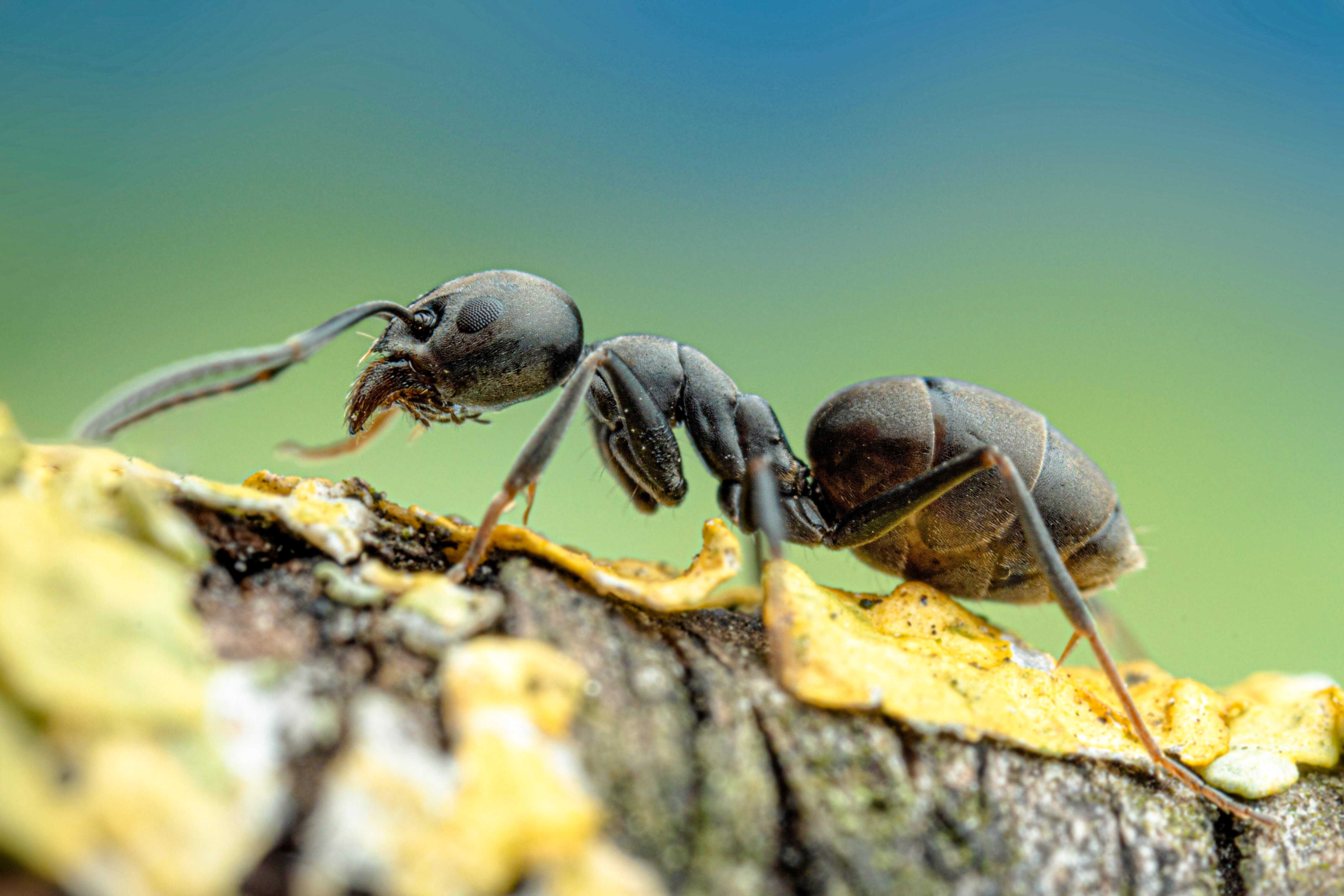 Große Drüsenameise Große Drüsenameise