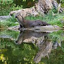 Fischotter_DSC04054.jpg