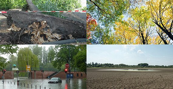 Bildmontage aus vier Bilder. 1. Umgestürzter Baum, 2. Wald, 3. Hochwasser, 3. Dürre