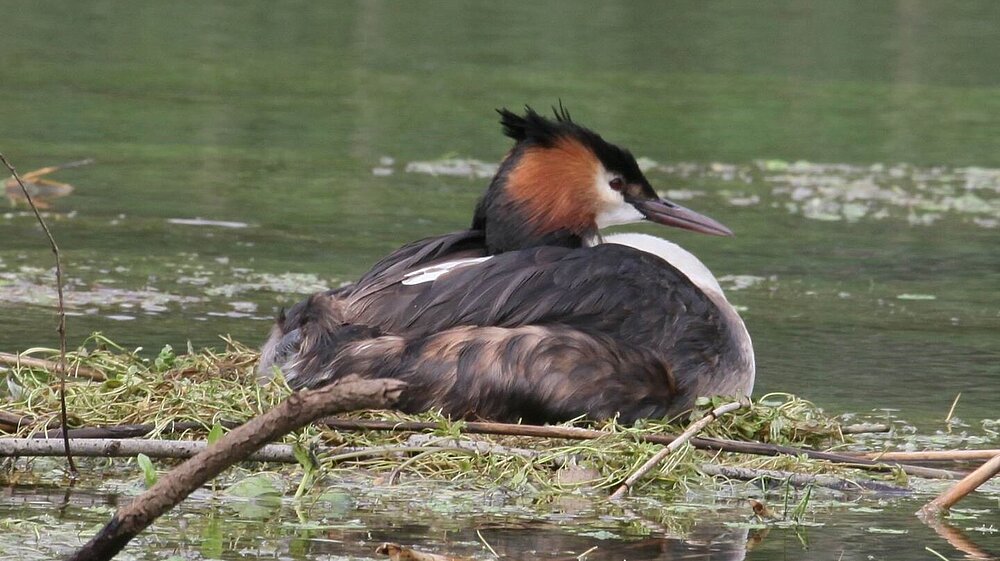 Ein Haubentaucher sitzt auf seinem Nest in mitten eines Gewässers.