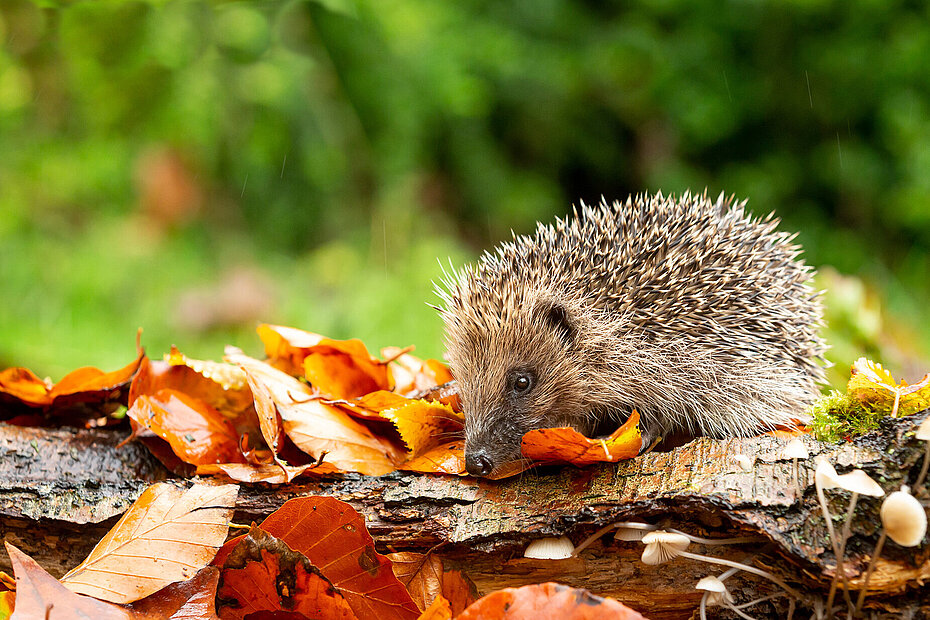 Igel im Herbstlaub