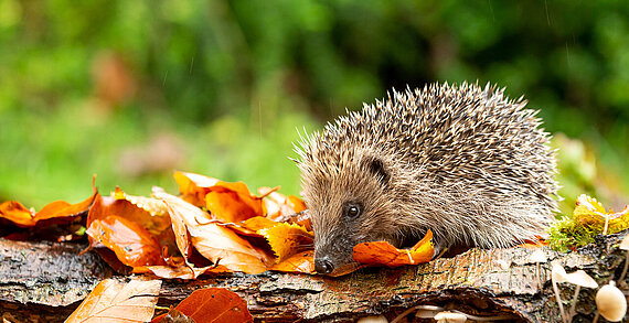 Igel im Herbstlaub