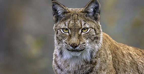 Luchs