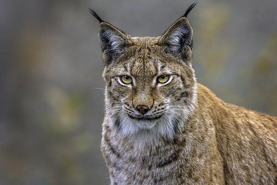 Luchs