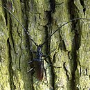 Heldbock Männchen Heldbock Männchen