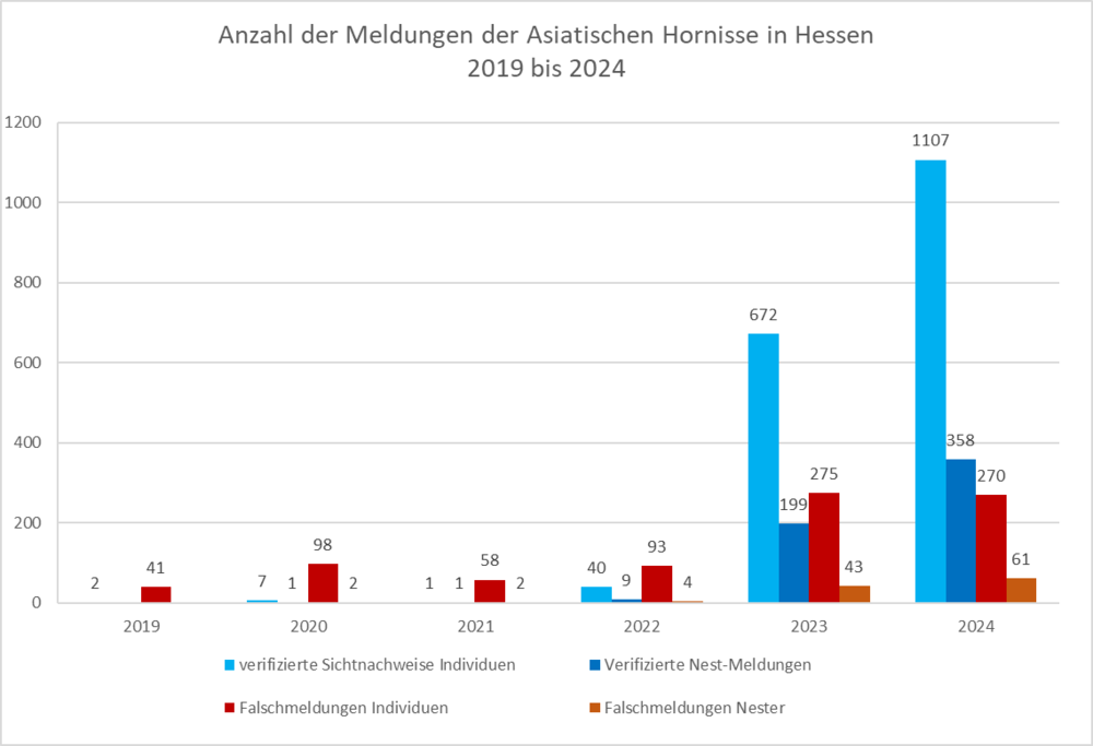 Das Diagramm zeigt, dass die Sichtnachweise der Asiatischen Hornisse in Hessen zwischen 2019 und 2024 von 2 auf über 1000 zugenommen hat, die Nest-Meldungen von 0 auf 358. Die Falschmeldungen lagen zuletzt bei 275 Individuen und 61 Nestern.