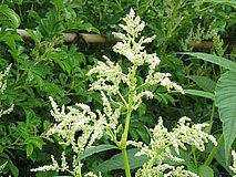 Persicaria_wallichii02.jpg