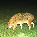 Der Goldschakal in Hessen Der Goldschakal in Hessen