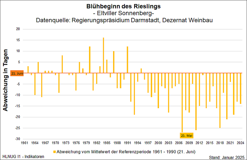 Blühbeginn des Rieslings