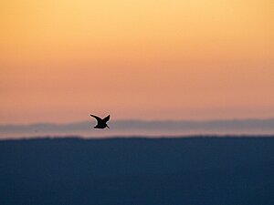 Eine Waldschnepfe fliegt in der Abenddämmerung.