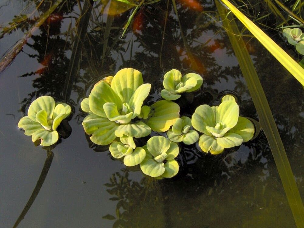 Pistia_stratiotes_1.jpg