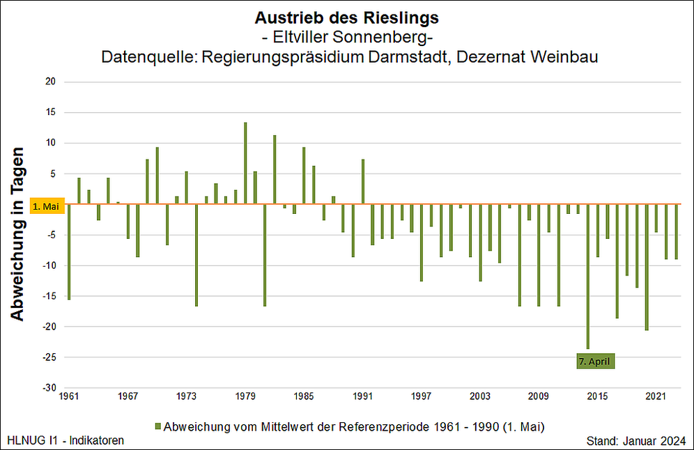 Austrieb des Rieslings