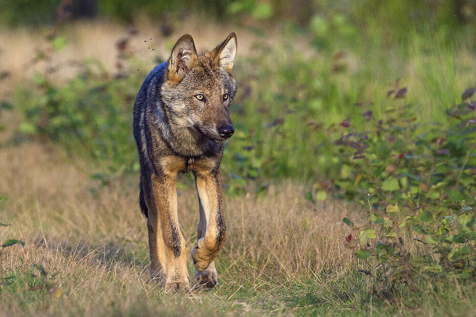 Wolf in freier Wildbahn