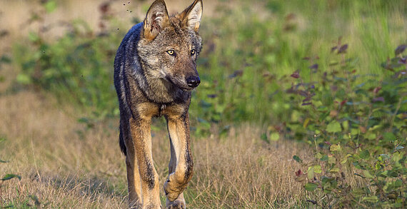 Wolf in freier Wildbahn