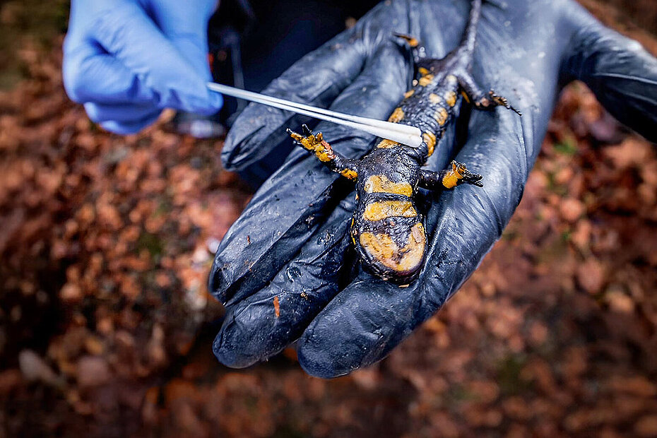 Mit einem Wattestäbchen wird eine Probe von der Oberfläche eines Feuersalamanders genommen.