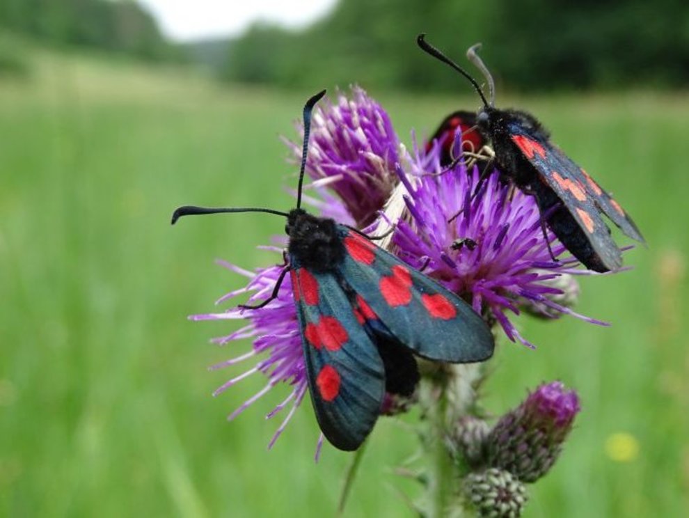 Sumpfhornklee-Widderchen (Zygaena trifolii) Widderchen_Nathalie_Kaffenberger_bs.jpg