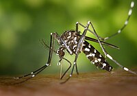 Das Foto zeigt eine Asiatische Tigermücke beim Ansetzen zur Blutmahlzeit.