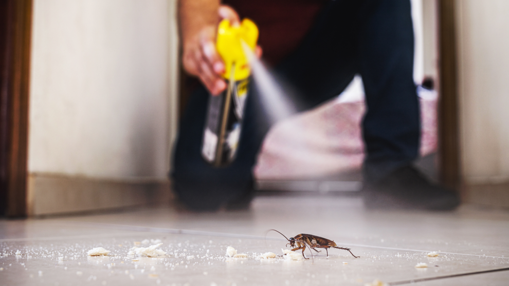Schädlingsbekämpfung mit einem Insektizid Ein Insekt wird mit einem Insektizid besprüht
