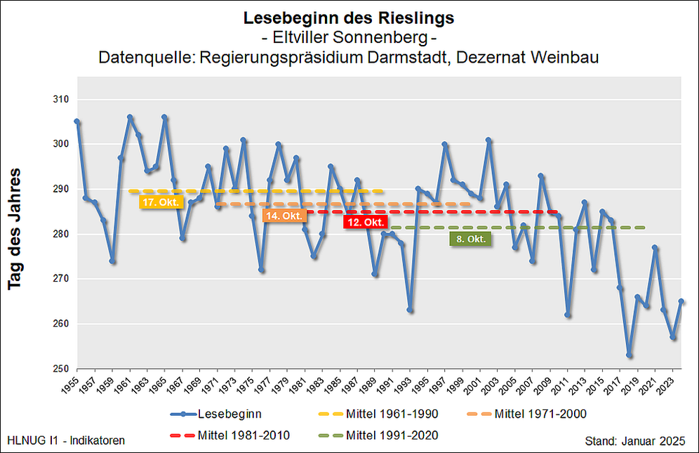 Lesebeginn des Rieslings