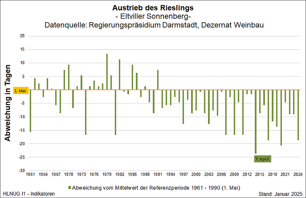 Austrieb des Rieslings