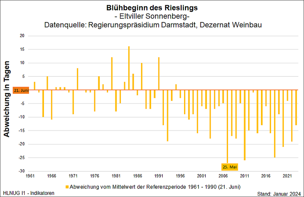 Blühbeginn des Rieslings