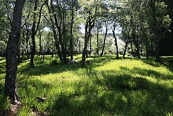 Birken-Moorwald im Upland