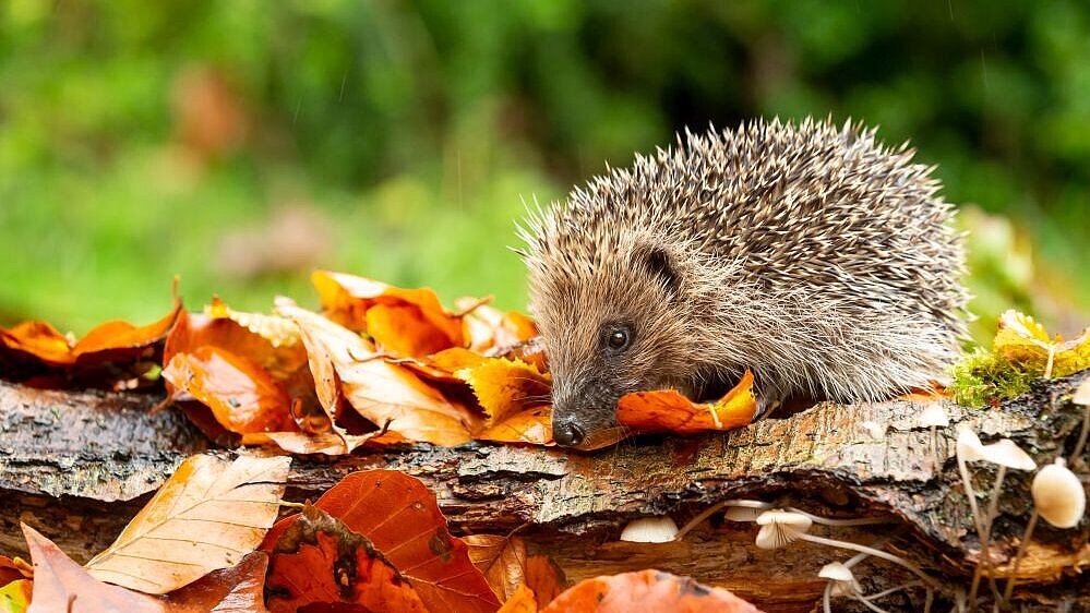 Igel_AdobeStock_390604267_Anne_Coatesy.jpg