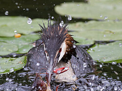 Haubentaucher bei der Jagd auf dem Wasser mit Krebs im Schnabel.