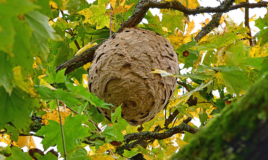 Man sieht ein Nest der Asiatischen Hornisse in einem Laubbaum hängend. 